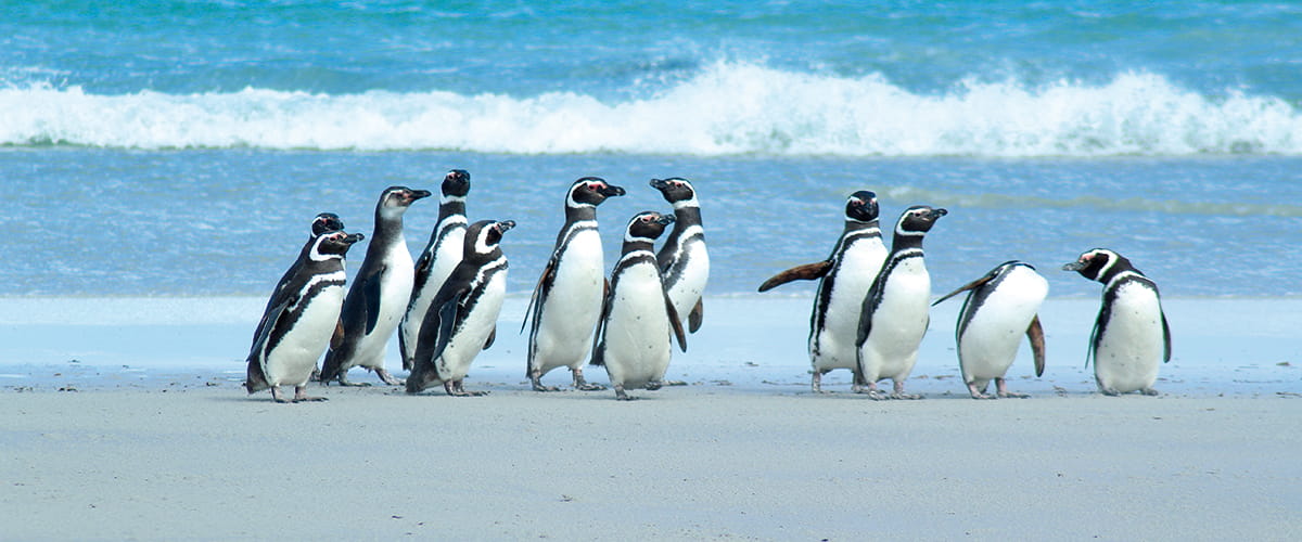 Falkland Islands